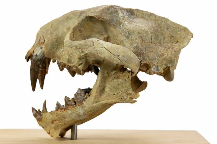 False Saber-Toothed Cat (Dinictis) Skull - South Dakota #356723